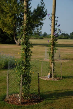 13ft 1 / 4m Wooden Shade Sail Pole With Eyebolt Screw - 12cm Diameter" -Primrose Awnings pr0000005908 card4 lg